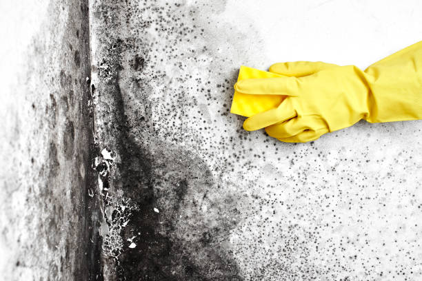 Best Basement Mold Removal  in Boron, CA