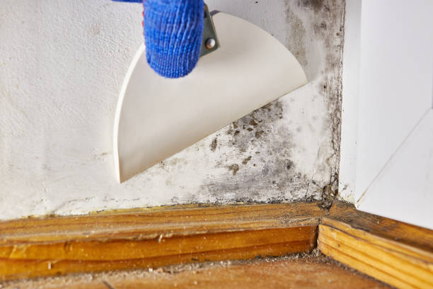 Best Mold-Related Health Consultation  in Boron, CA