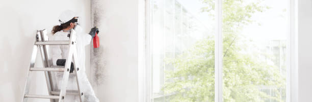 Best Mold Removal for HVAC Installations  in Boron, CA